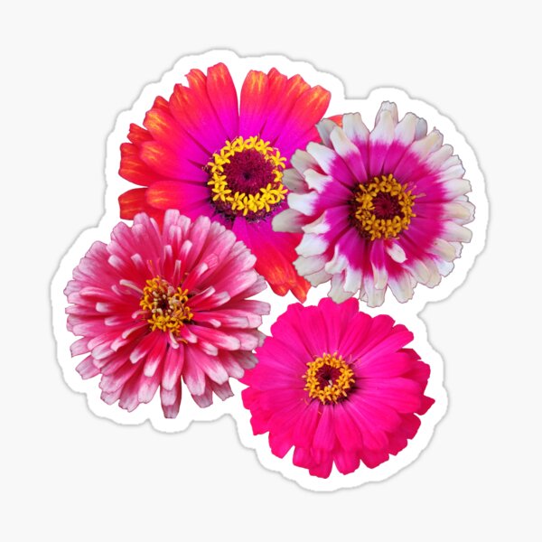 Spring Trillium Sticker for Sale by Lori Clough