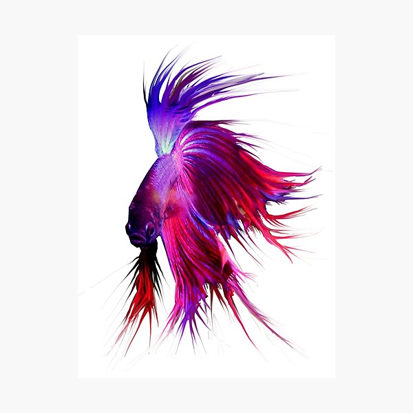 Betta Splendens ;Siamese fighting Fish Photographic Print