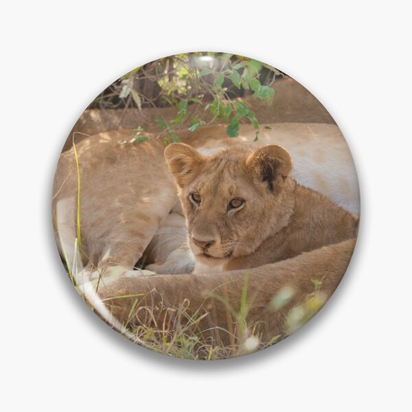 Item preview, Lion cub resting. Masai Mara National Park, Kenya designed and sold by electricimage.