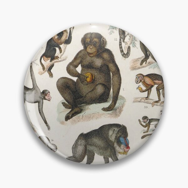 Item preview, Vintage zoology illustration - Monkeys designed and sold by Gardenlibrary.