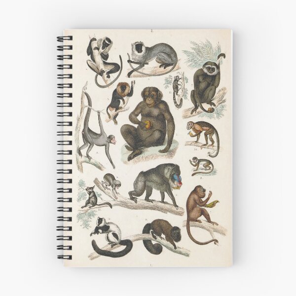 Item preview, Vintage zoology illustration - Monkeys designed and sold by Gardenlibrary.