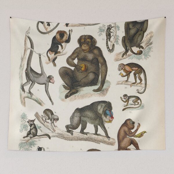 Item preview, Vintage zoology illustration - Monkeys designed and sold by Gardenlibrary.