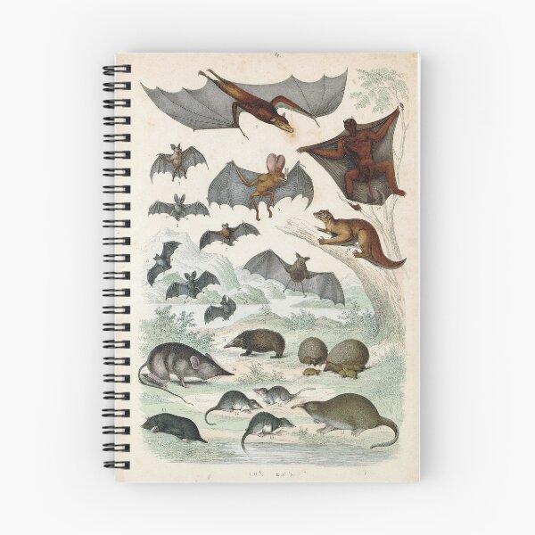 Item preview, Vintage zoology illustration - Bats and shrews designed and sold by Gardenlibrary.