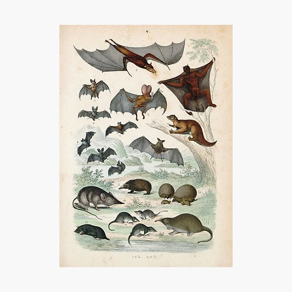 Item preview, Vintage zoology illustration - Bats and shrews designed and sold by Gardenlibrary.