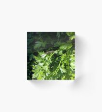 Black Swallowtail Caterpillar Acrylic Block