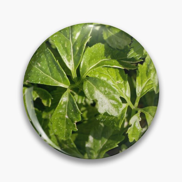 Item preview, Leaves of a Jiaogulan plant, Gynostemma pentaphyllum designed and sold by Zosimus.
