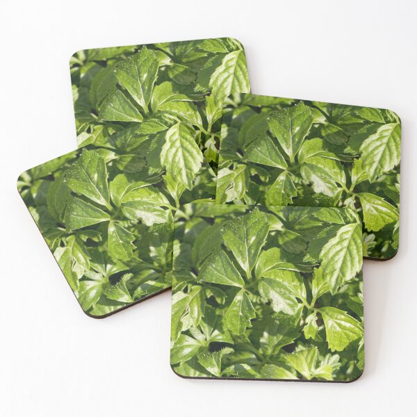 Item preview, Leaves of a Jiaogulan plant, Gynostemma pentaphyllum designed and sold by Zosimus.