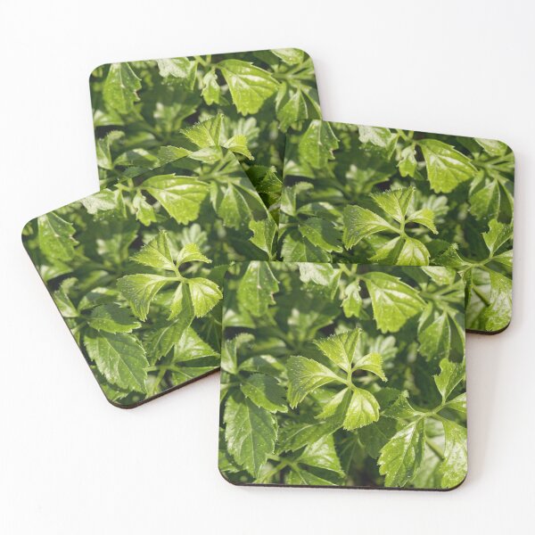 Item preview, Leaves of a Jiaogulan plant, Gynostemma pentaphyllum, a medical plant from China. designed and sold by Zosimus.