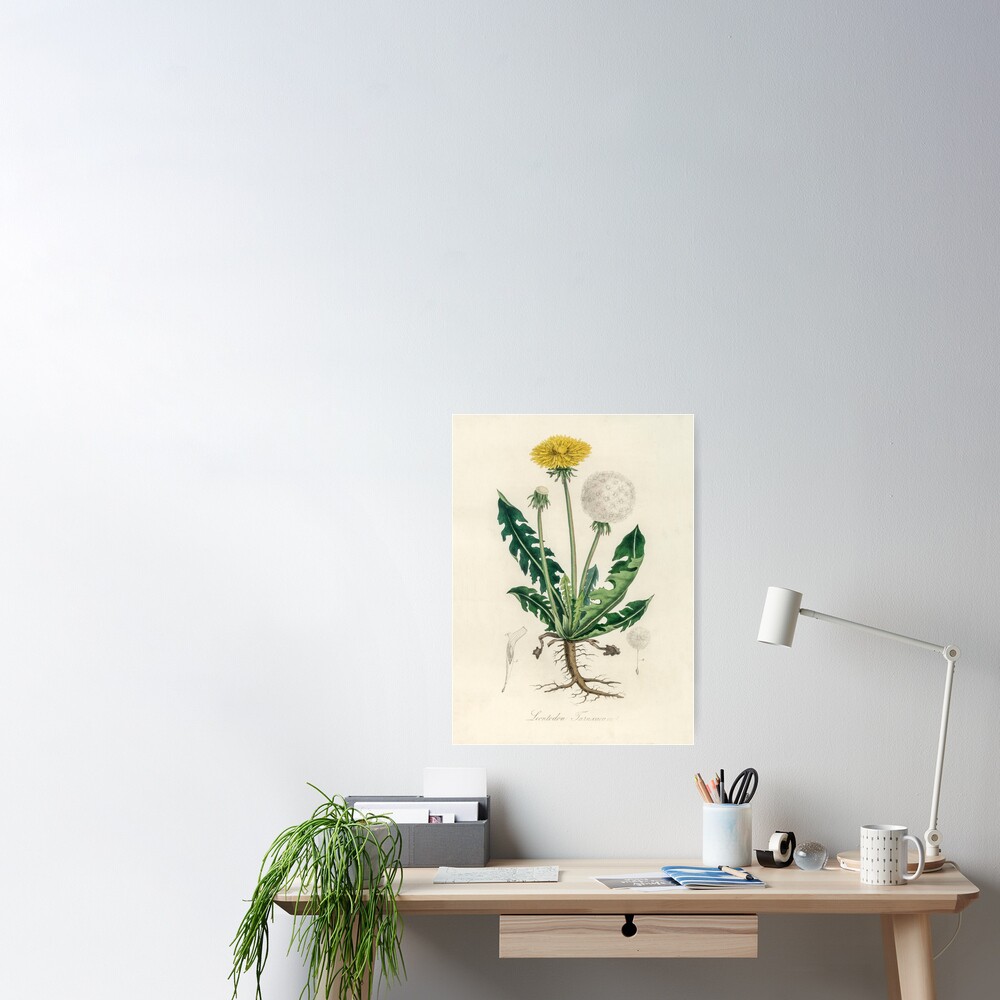 Dandelion Floral Botanical Print Illustration Watercolor Garden Spring Home  Decor Yellow …