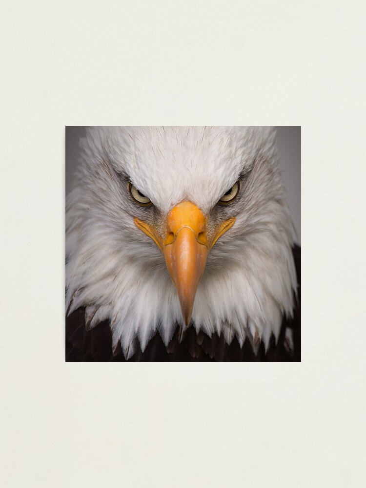 Fabulous Poster Wall Art Cree of the White-headed Eagle Eagle