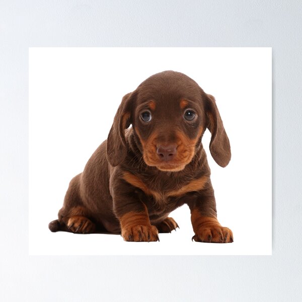 Long Hair Dachshund Gifts Cute Doxie Wiener Dog Lo Espresso Cup