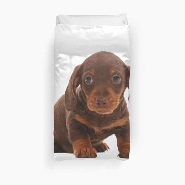 Chocolate Dachshund Puppy Duvet Cover
