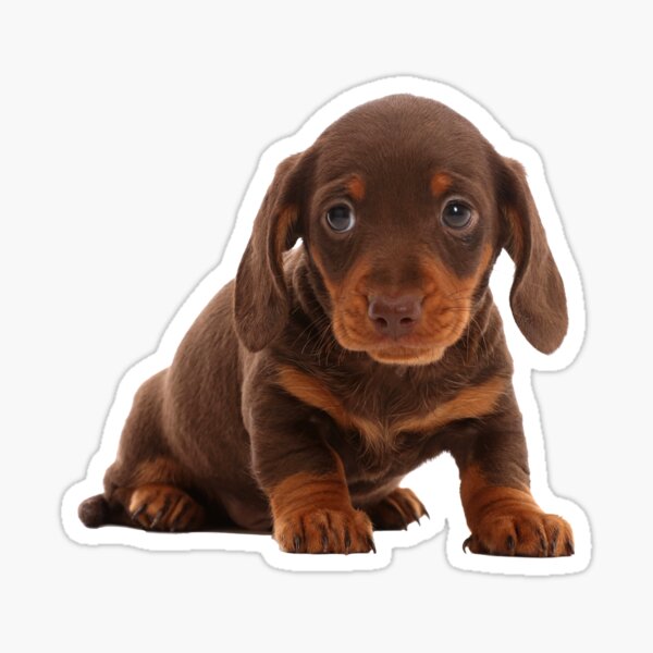 Chocolate dachshund puppy best sale