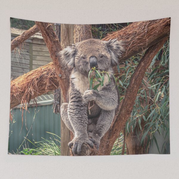 Item preview, Koala Posing and Enjoying a Snack designed and sold by Steven Jodoin.