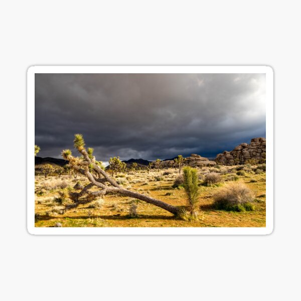 Item preview, Joshua Tree series 7445 designed and sold by PicsULove.