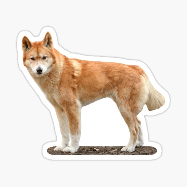 Dingo Sticker