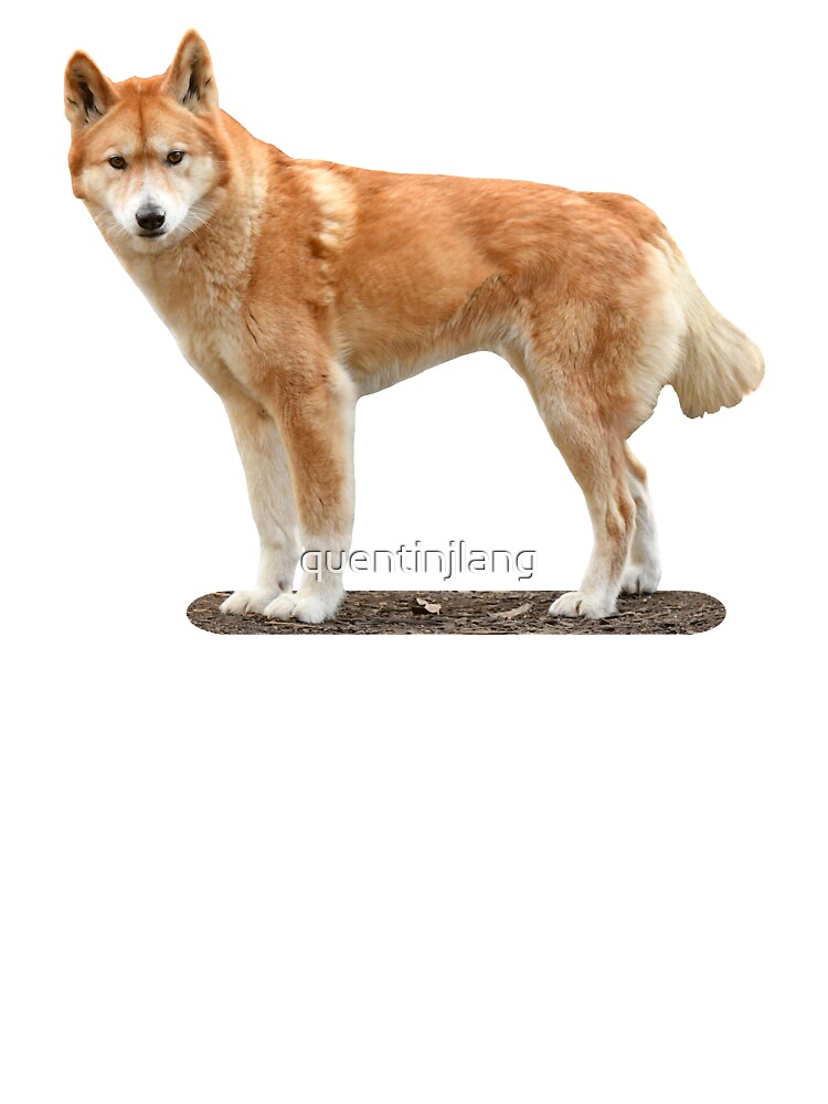 Red Dingo Designer Dog Harness, Small, Bonorama Orange