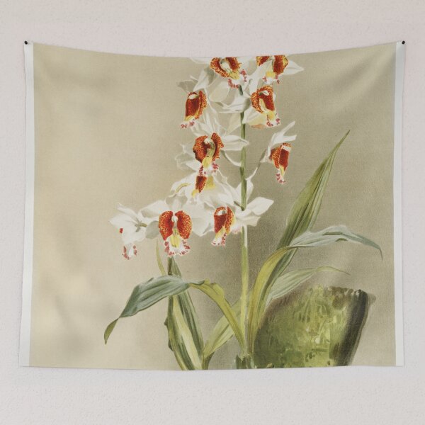 Item preview, Reichenbachia: Orchids Illustrated and Described designed and sold by EsotericBotanic.