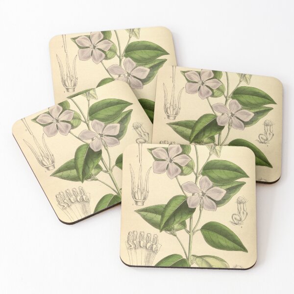 Item preview, Vinca difformis 139 8506 designed and sold by EsotericBotanic.