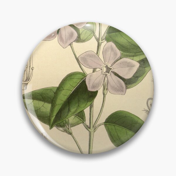 Item preview, Vinca difformis 139 8506 designed and sold by EsotericBotanic.
