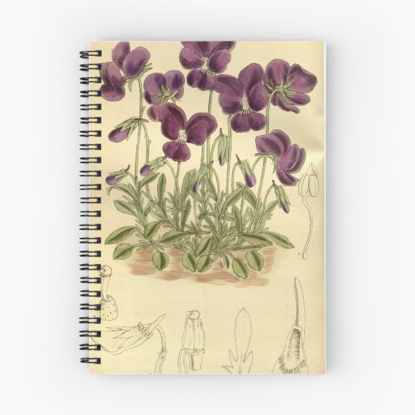 Item preview, Viola gracilis 140 8541 designed and sold by EsotericBotanic.