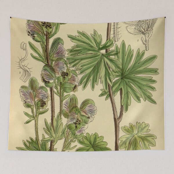 Item preview, Aconitum rotundifolium 140 8575 designed and sold by EsotericBotanic.