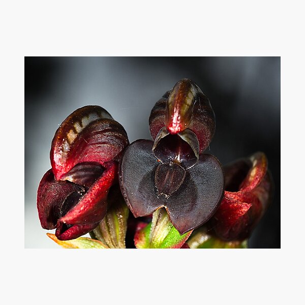 Crowded Banded Greenhood Orchid Photographic Print