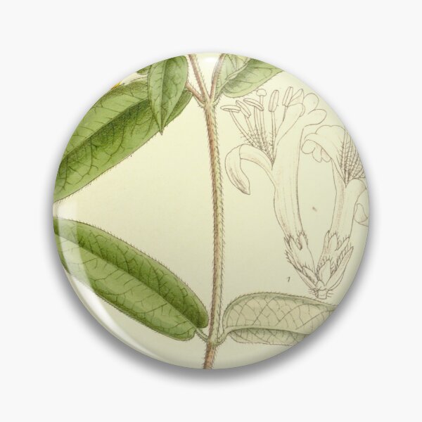 Item preview, Lonicera henryi 137 8375 designed and sold by EsotericBotanic.