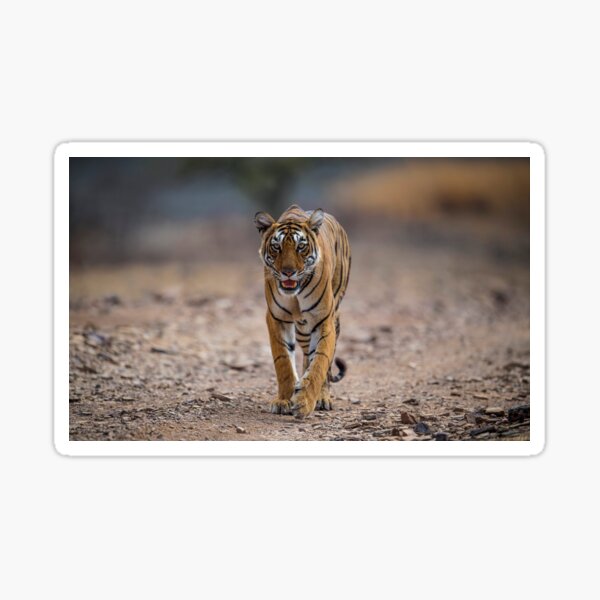 India Tiger Gifts Merchandise Redbubble