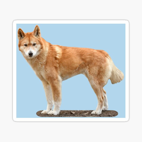 Dingo 2 Sticker