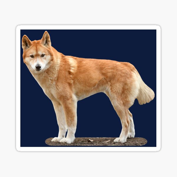 Dingo 3 Sticker