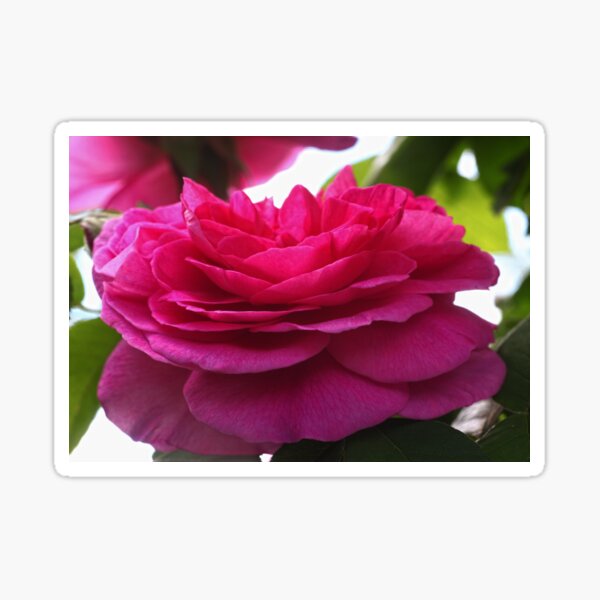 Englisch Rose Gertrude Jekyll Sticker