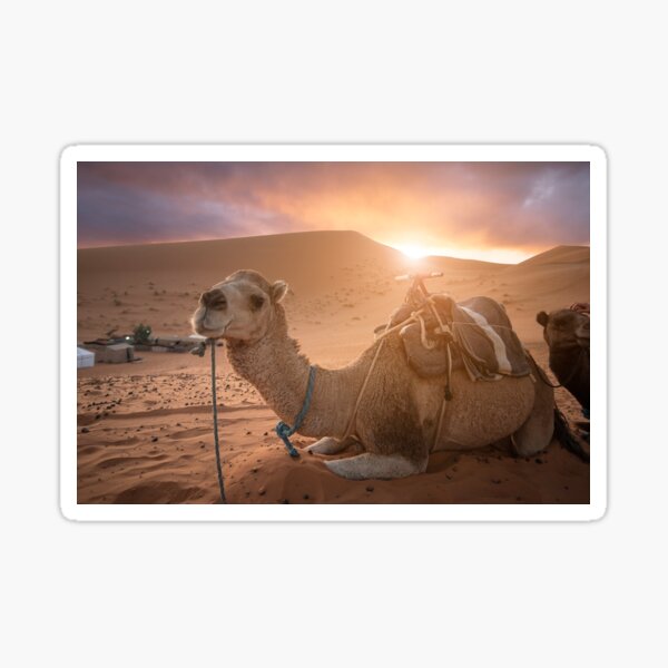 Item preview, Camel in the desert designed and sold by mitzobs.
