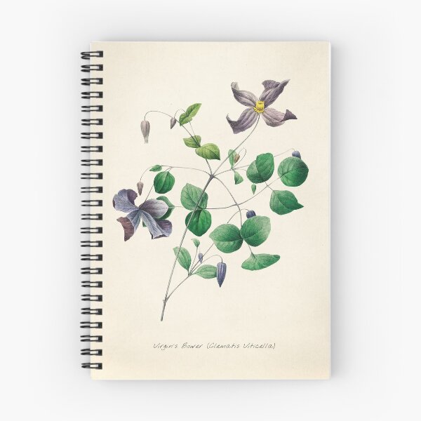 Item preview, Virgin's Bower Floral Botanical Illustration designed and sold by sky stephens.