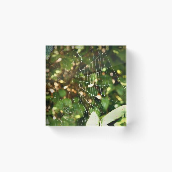 Item preview, Spiders web designed and sold by Emily Bodden Art.