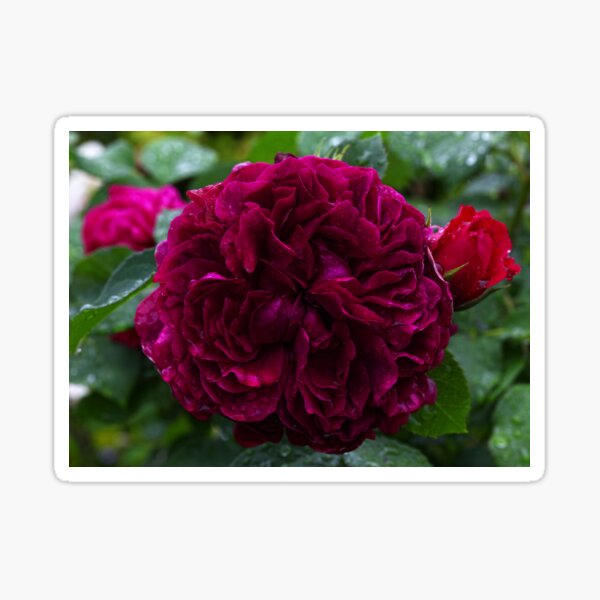 English David Austin Rose William Shakespeare Sticker