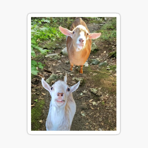 Item preview, Goats! designed and sold by snickles1977.