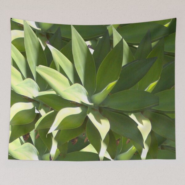 Aperçu de l'œuvre Des plants d'agaves, en masse. Amoureux du soleil saisissants, sculpturaux et gris-vert. créée et vendue par JellyBeenzz.
