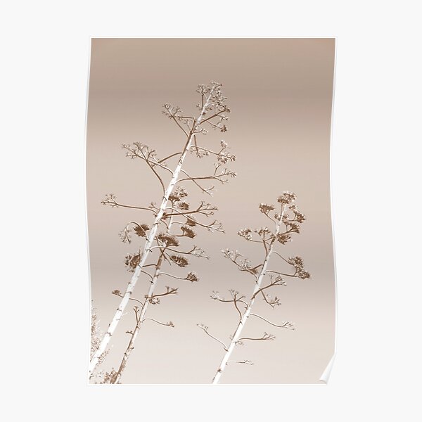 Agave plant flower Poster