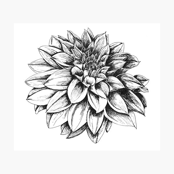絵画　Dahlia Dahlia Art Print by Charles Joseph Hullmandel | King & McGaw