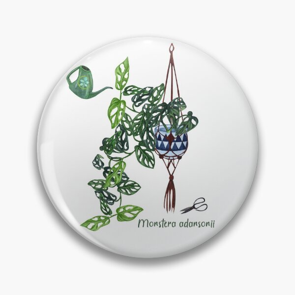 Item preview, Monstera adansonii, Monstera plant designed and sold by nanathaishop.