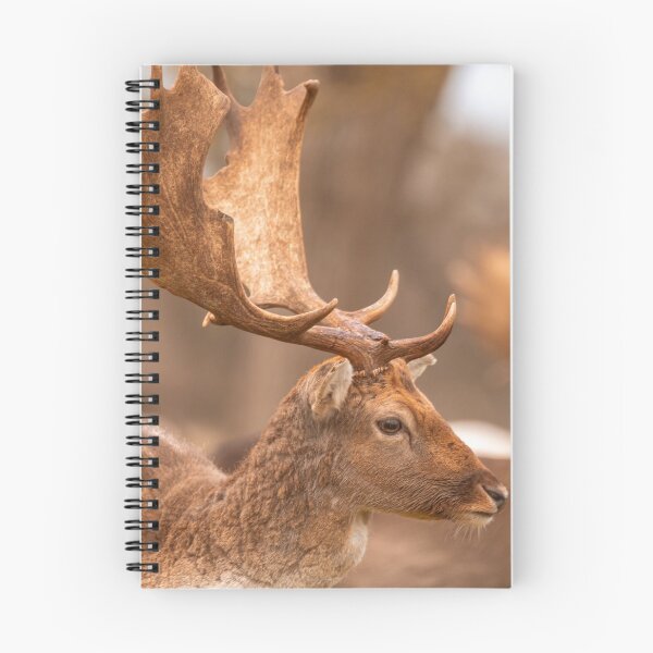 Item preview, Fallow deer antlers designed and sold by AYatesPhoto.
