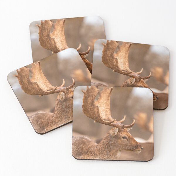 Item preview, Fallow deer antlers designed and sold by AYatesPhoto.