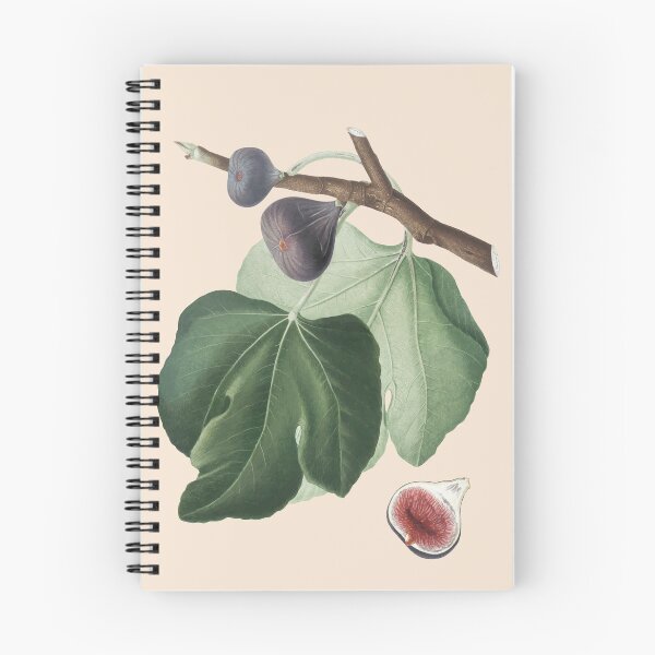 Item preview, Fig Plant Antique Print, designed and sold by Arctic frame studio.