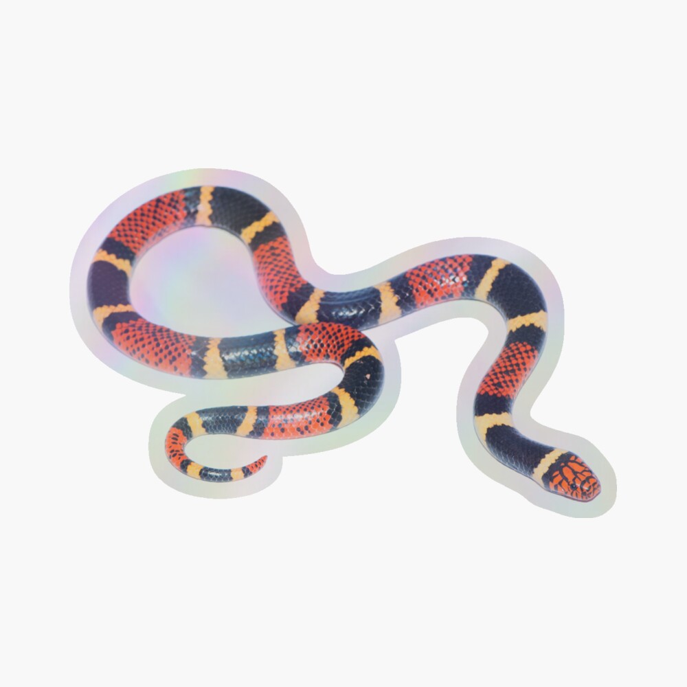 Lámina rígida con la obra «Serpiente de coral Guyana» de