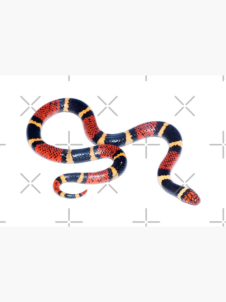 Serpiente de coral Guyana Póster