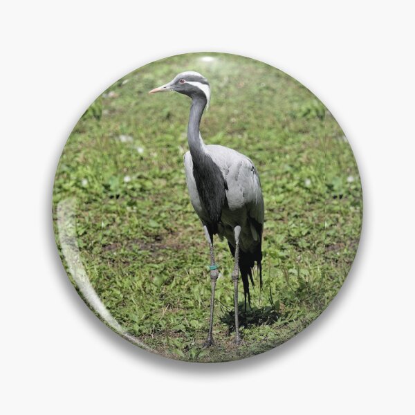 Item preview, r2464/ 18 parc-ornithologique-de-st-hilaire-la-palud - Grue demoiselle -  2020 par Okaio Créations - Olavia&Olao designed and sold by o.okaïo.