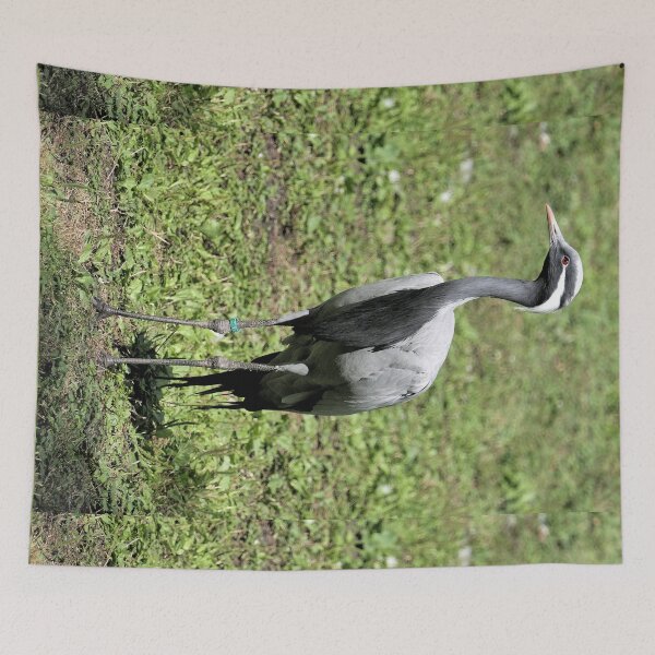 Item preview, r2464/ 18 parc-ornithologique-de-st-hilaire-la-palud - Grue demoiselle -  2020 par Okaio Créations - Olavia&Olao designed and sold by o.okaïo.