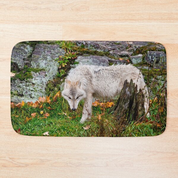 Aperçu de l'œuvre Arctic Wolf Pup créée et vendue par WolvesOnly.