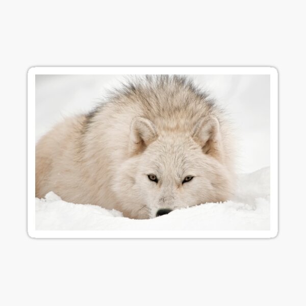 Arctic Wolf Sticker